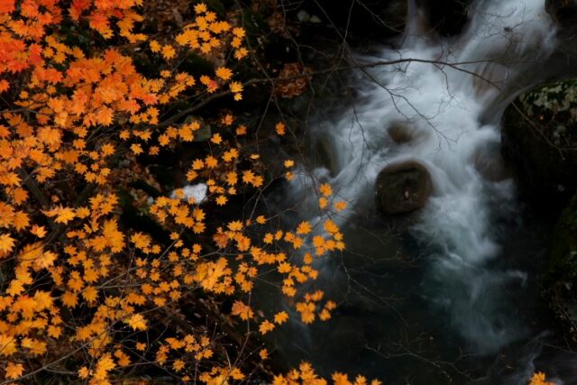 朝の川景色 | カメラ散歩