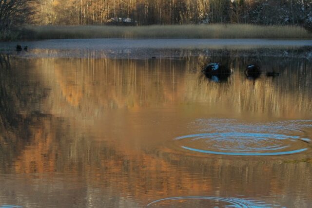 朝の川景色 | カメラ散歩